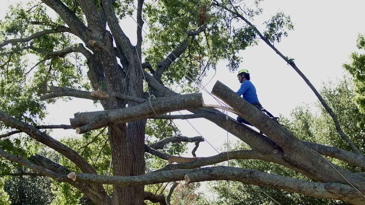 Professional Hazardous Tree Removal performed by certified arborists in Notre Dame