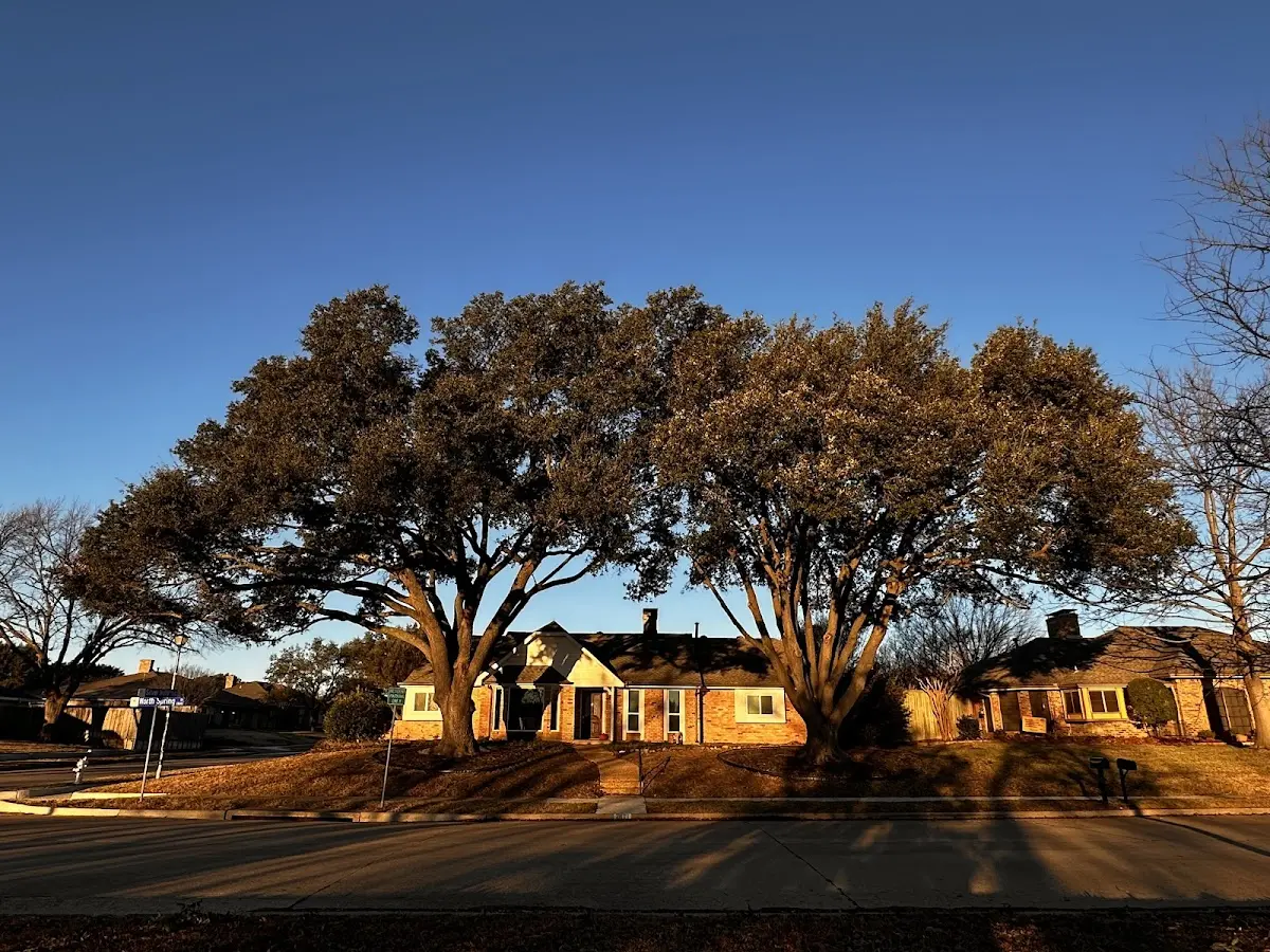 Established residential canopy tree shading a home in Notre Dame
